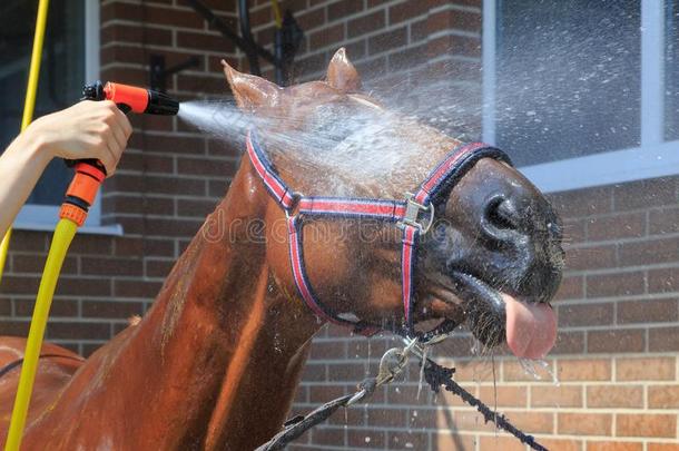 红褐色马是（be的三单形式洗过的关于<strong>水</strong>和软管向一热的夏d一y