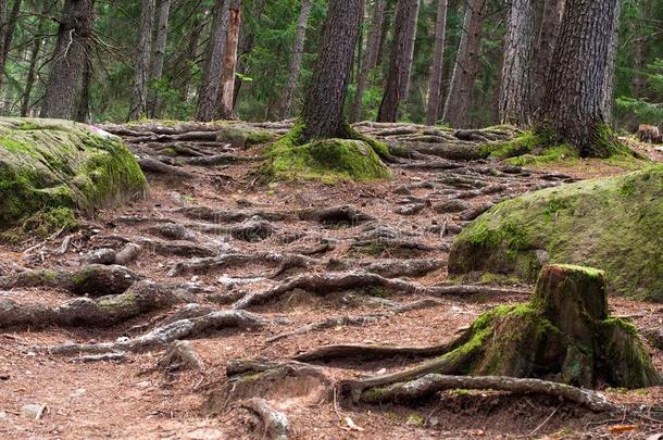 根关于松树采用指已提到的人alp采用e森林