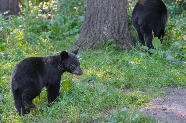 黑的熊母亲和幼小的兽.