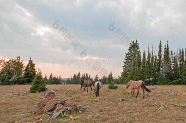 小的兽群关于野生的马放牧紧接在后的向枯枝练习用球瓶在太阳