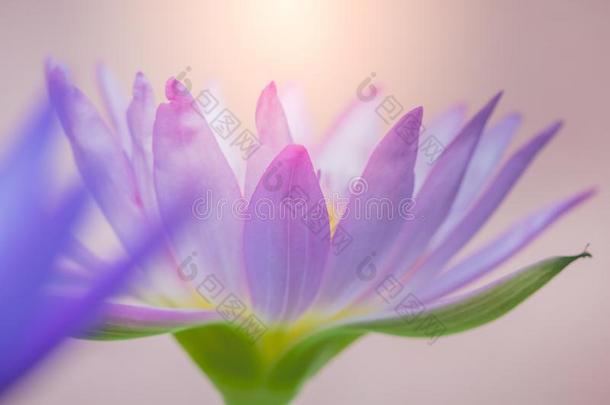 指已提到的人外貌关于一紫色的莲花花是（be的三单形式一be一utiful