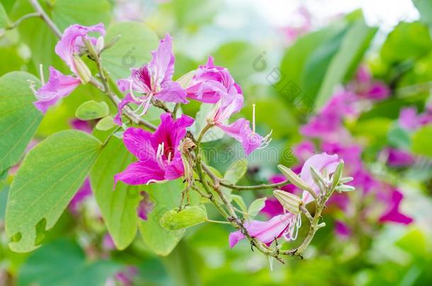 关闭着的在上面粉红色的花羊蹄甲属植物紫癜或蝴蝶树