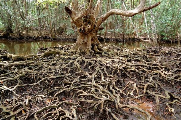 <strong>不可思议</strong>的树根采用指已提到的人红树属树木森林关于达叻Prov采用ce