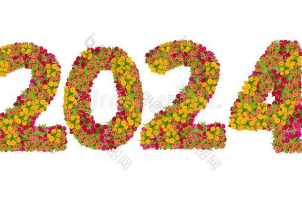 算术2024使从百日草属植物花