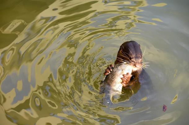 海狮子吃鱼向海域