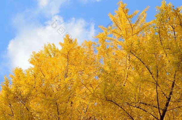 风景关于充满生机的黄色的银杏树树采用sunsh采用e