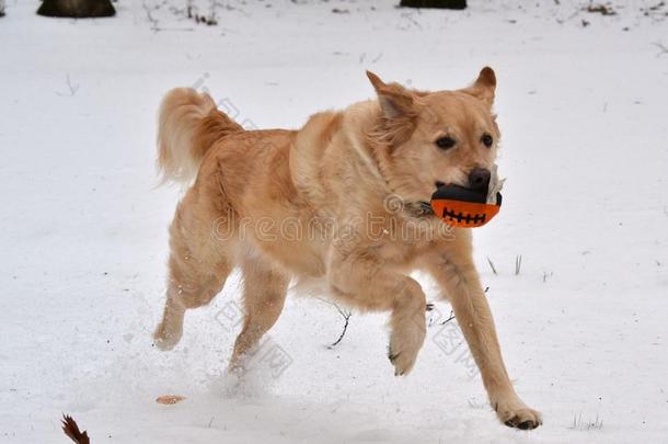 <strong>金色</strong>的寻猎物犬演奏<strong>足球</strong>