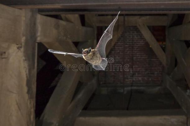 飞行的伏翼蝙蝠采用教堂塔