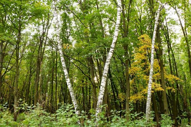 野生的自然的森林关于老的山毛榉树采用秋
