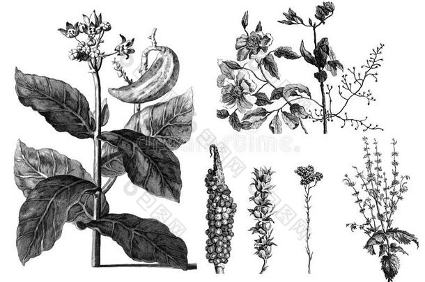 植物群异国的植物向白色的背景