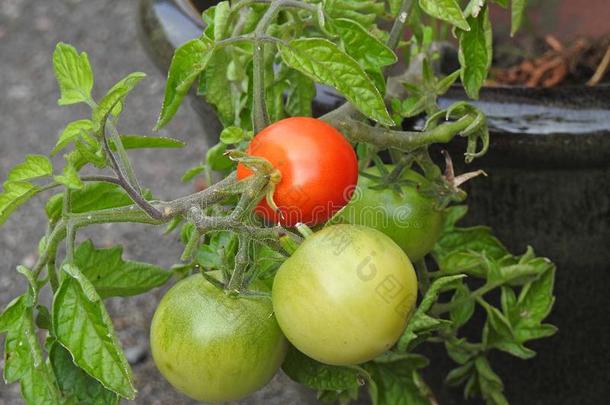 本地出产有机的番茄