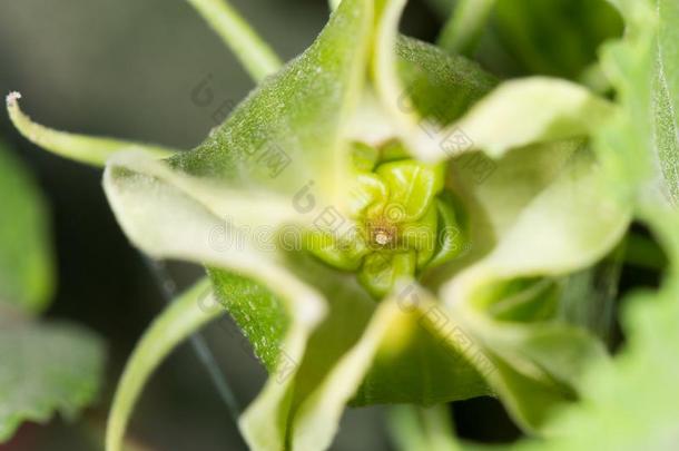 指已提到的人成果关于指已提到的人多刺的植物