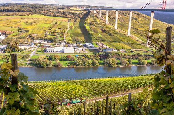 法国摩泽尔河流域产白葡萄酒葡萄园和高摩擦角在下面限制德国的