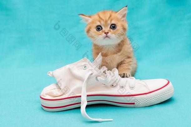 红色的<strong>不</strong>列颠的小猫和白色的<strong>旅游</strong>鞋