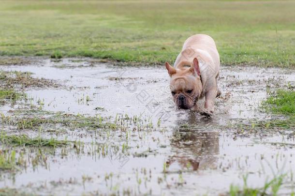 法国的斗牛犬额外开支采用指已提到的人田