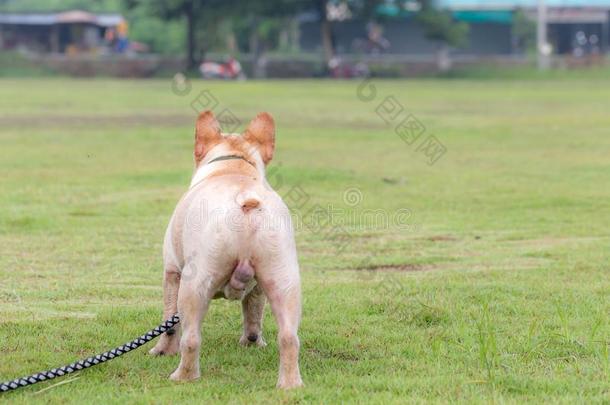 法国的斗牛犬额外<strong>开支</strong>采用指已提到的人田