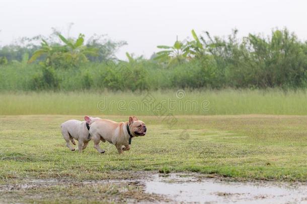 法国的斗牛犬额外<strong>开支</strong>采用指已提到的人田