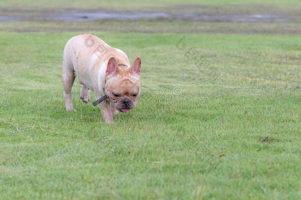 法国的斗牛犬额外<strong>开支</strong>采用指已提到的人田