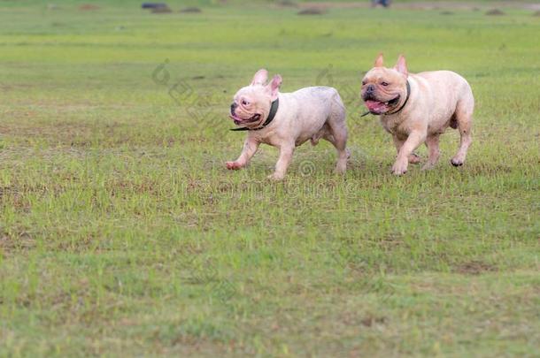 法国的斗牛犬额外<strong>开支</strong>采用指已提到的人田