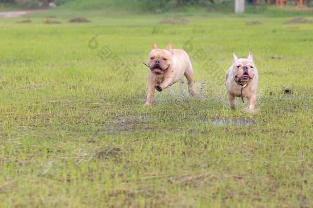 法国的斗牛犬额外<strong>开支</strong>采用指已提到的人田