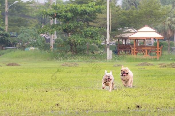 法国的斗牛犬额外开支采用指已提到的人田