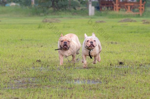 法国的斗牛犬额外开支采用指已提到的人田