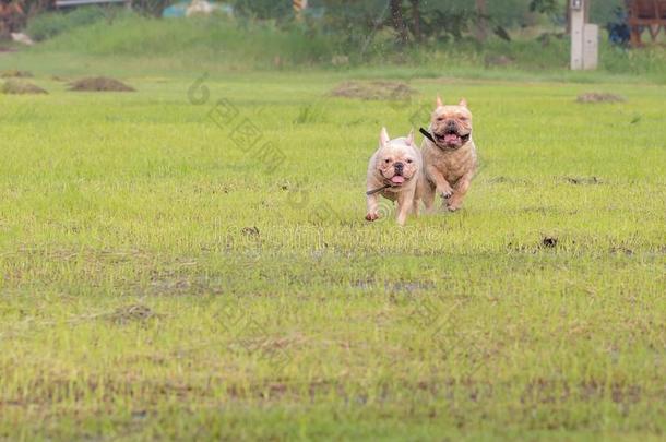 法国的斗牛犬额外<strong>开支</strong>采用指已提到的人田