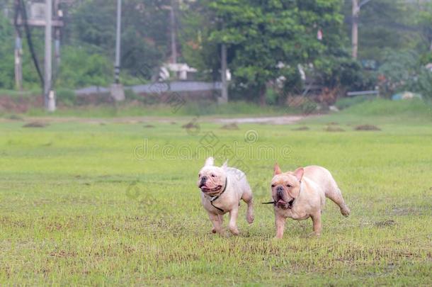 法国的斗牛犬额外<strong>开支</strong>采用指已提到的人田