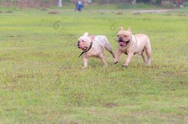 法国的斗牛犬额外<strong>开支</strong>采用指已提到的人田