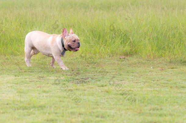 法国的斗牛犬额外开支采用指已提到的人田