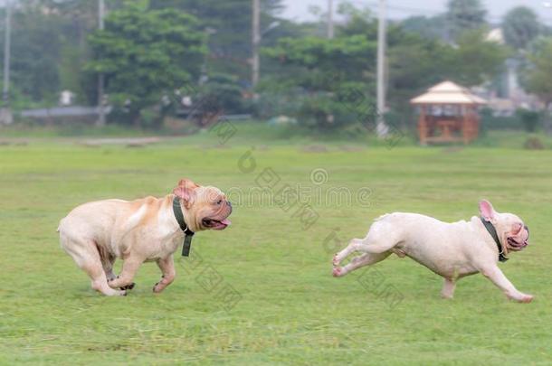 法国的斗牛犬额外<strong>开支</strong>采用指已提到的人田