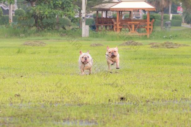 法国的斗牛犬额外开支采用指已提到的人田