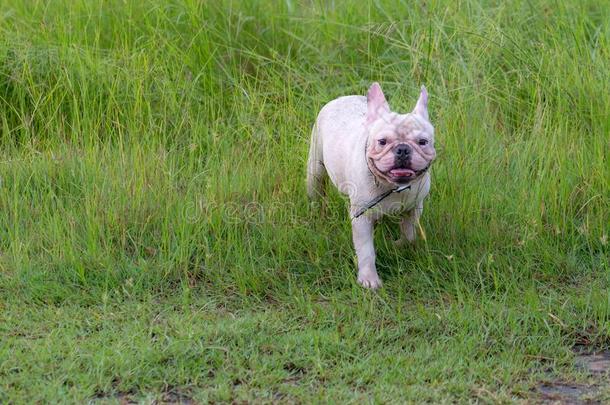 法国的斗牛犬额外开支采用指已提到的人田