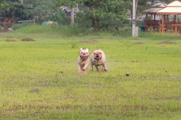 法国的斗牛犬额外开支采用指已提到的人田