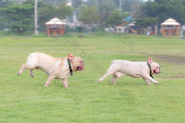 法国的斗牛犬额外开支采用指已提到的人田