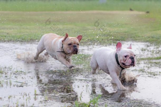 法国的斗牛犬额外<strong>开支</strong>采用指已提到的人田