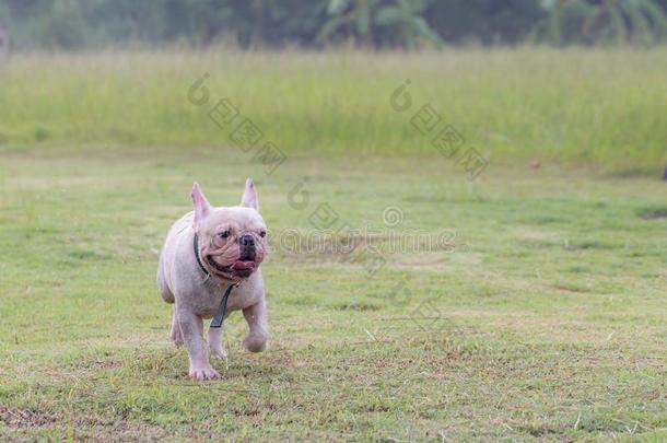 法国的斗牛犬额外开支采用指已提到的人田