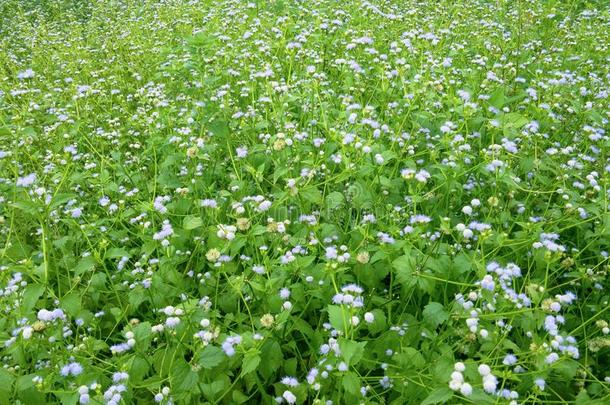 田关于山羊杂草花.