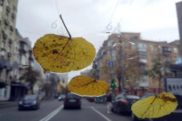 黄色的树叶向汽车玻璃,城市大街