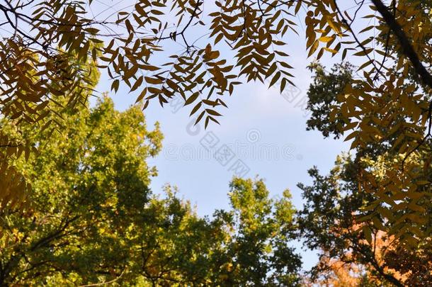 秋树叶和蓝色天