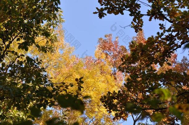 秋树叶和蓝色天