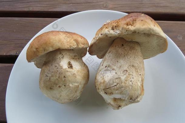 牛肝菌牛肝菌属真菌可食的蘑菇食物