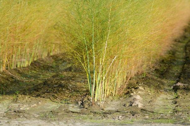 白色的<strong>芦笋</strong>植物<strong>芦笋</strong>天门冬属向指已提到的人荷兰人的农场,