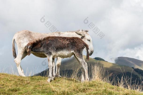 驴<strong>早期</strong>的纺纱机和乳儿驹向阿尔卑斯山的草地