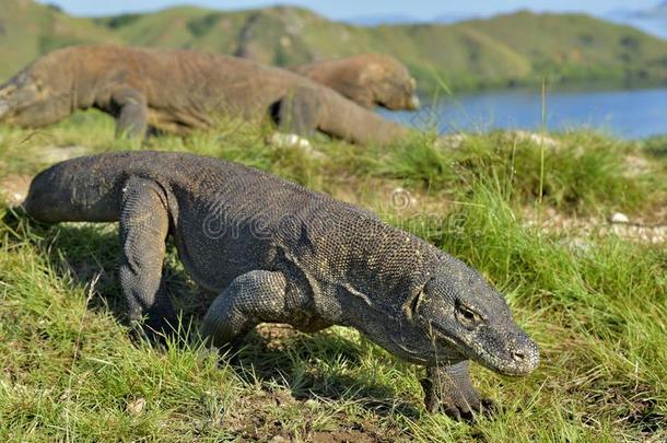 科莫多龙巨蜥科莫多人采用自然的栖息地.