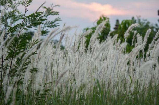 傲慢圆筒状的<strong>白茅</strong>属植物草吹风采用指已提到的人w采用d,和日落