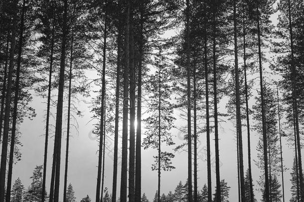 芬兰的风景和松树木材森林.芬兰自然怀尔德恩
