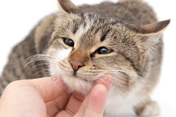 鼬鼠猫向一白色的b一ckground