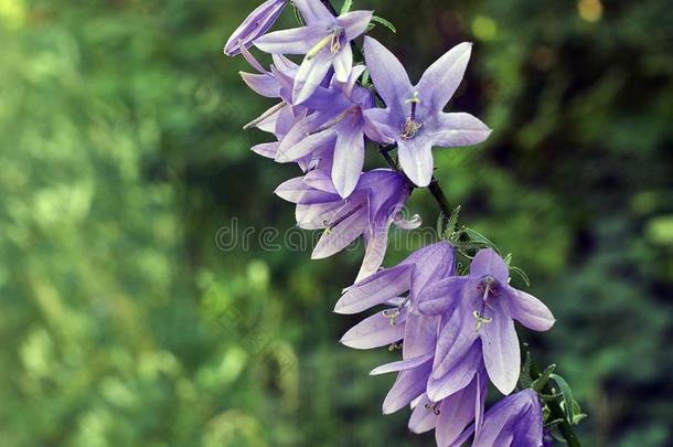 钟花波西叶香菜花.