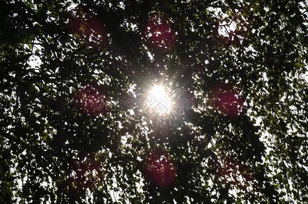阳光<strong>光束</strong>通过树树叶